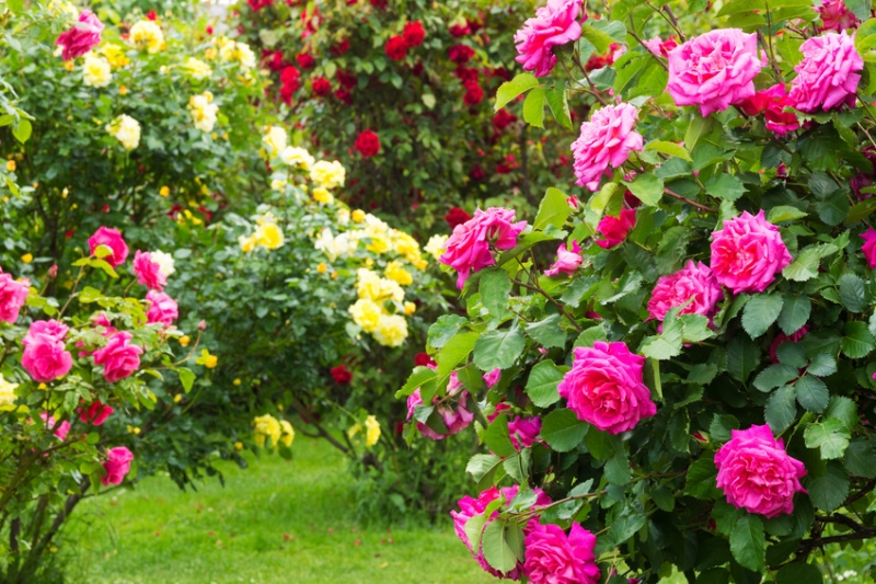 Rosenstrauch, verschiedene Sorten von Rosen im Garten
